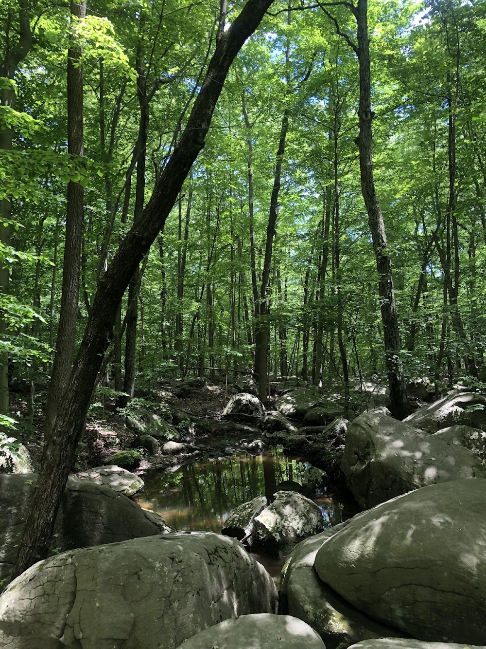Sourland Mountain forest with mossy boulders and a stream